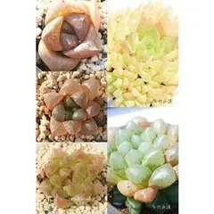 ハオルチアセット5種 アソート 多肉植物のセット 根付き苗 ハオルチア激安通販