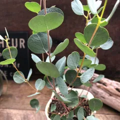 ユーカリ出品 2025年最新】ユーカリ 苗の人気アイテム - メルカリ