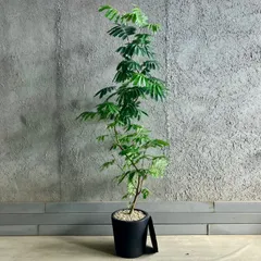 2025年最新】エバーフレッシュ 10号の人気アイテム - メルカリ