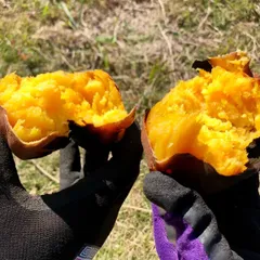 無農薬 紅はるか しっとり ホクホク さつまいも 約1kg 送料無料