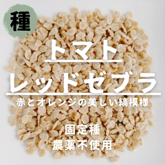 【種】中玉トマト　レッドゼブラ　農薬不使用　15粒