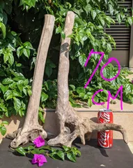 最終価格!!L12流木【大型根】2本組爬虫類等レイアウト用品　洗浄済（沈水しません）