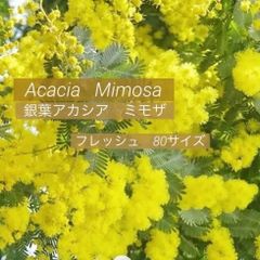 2026年 人気 フレッシュ ミモザ ネコポス ふわふわ〜先端つぽみまで