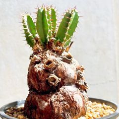 ケラリアピグマエア 発根済み 塊根 植物 コーデックス 大株 多肉