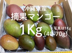 〈5ケース限定タイムSALE〉沖縄産グリーンマンゴー1Kg(Gurīnmangō)