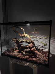 爬虫類両生類飼育ケージ、自社製ガラス飼育ケージ30x30x20CM即時発送送料込み