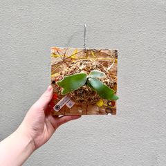 P. willinckii "月光爪哇" sporeビカクシダ/"PaintBoard" 12