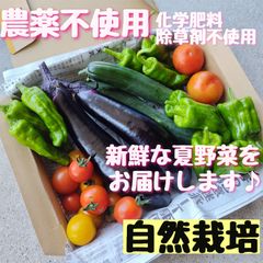 【自然栽培】農薬不使用 化学肥料不使用 除草剤不使用 野菜詰め合わせ 野菜セット 夏野菜