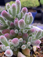 新入荷　多肉植物　ドロサンテマ  超キラキラ　Purple Ice crystal  抜き苗　１株