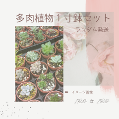多肉植物　１寸鉢セット