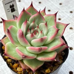 メルカリ限定販売　美苗　トスカネリ　多肉植物　エケベリア