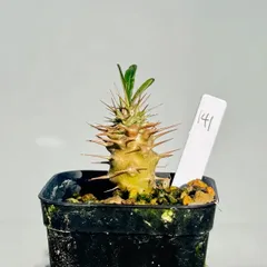 パキポディウム　アンボンゲンセ　良型　鉢ごとメルカリ便③ パキポディウム アンボンゲンセ - メルカリ