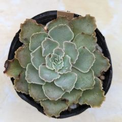 多肉植物　エケベリア　シャビアナペレグリナ