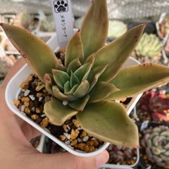 メキシカーナ　抜き苗　多肉植物　モフ多肉　エケベリア
