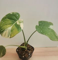 ⑥〔Monstera​ Thai Constellation〕モンステラデリシオーサタイコンステレーション イエローモンスター 斑入り