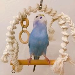 安全で安心《お花のツンツンかみかみ》鳥おもちゃ インコおもちゃ 文鳥