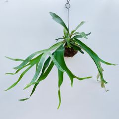 【403V】【第四種郵便発送】ベイチー（ビーチー）（Platycerium veitchii） の苔玉