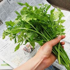 天然　セリ１ｋｇ（大小バラ詰め）※根無し