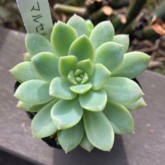 マルセル　抜き苗　多肉植物　モフ多肉　エケベリア