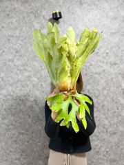 ▽P.coronarium Wild Bengkulu ▽ 45 コロナリウムワイルド　【PLANET】ビカクシダ　グランデ　スパーバム