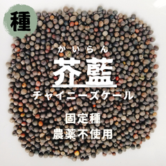 【種】芥藍（カイラン）　農薬不使用　50粒
