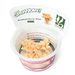 2026年最新】ブセファランドラ ホワイトの人気アイテム - メルカリ