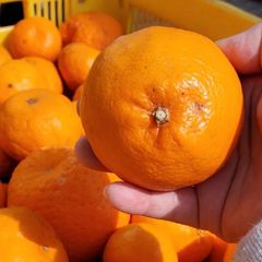 【愛媛県産】はるみ 3㎏+α