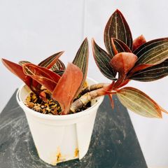 ［現品］☆人気☆ 65番　柱サボテン　鬼面角 ブランチ　8号　室内　大型 現品］まるでオブジェ！ 柱サボテン 鬼面角 ブランチ 8号 観葉