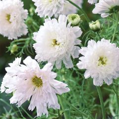 【花の種】コスモス　ダブルクリックスノーパフ　３０粒　こすもす