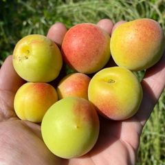 和歌山産　紅映（べにさし）梅　S-Lサイズ　2kg