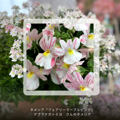 宿根ネメシア：フェアリーマーブルピンク 2苗（2株植え）（3.5号ポット）ネメシア苗　宿根草　新作ネメシア