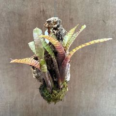 ネオレゲリア　ハイブリッド③ コルク付　交配種 交配 Neoregelia hybrid 交配種 交配 現品 観葉植物 観葉 植物 珍奇植物 珍奇 珍しい レア 希少 タンクブロメリア ブロメリア アナナス ハンギング 吊るす  インテリア おしゃれ