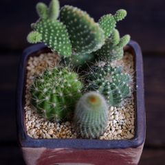 やちむん 沖縄の植木鉢 ガジュマル】 やちむんオリジナル鉢 藤岡香奈子