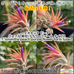 イオナンタピーチでもややオレンジ発色が強い＊ チランジア イオナンタ ピーチ パープル(紫花)フラワーフォームタイプ2 Tillandsia ionantha peach purple flower form type2＊エアプランツ＠フラワーショップ江口