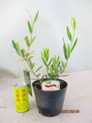 [野風苗木流通] オリーブ　ひなかぜ (6354)全高：40㎝ 宅配便発送