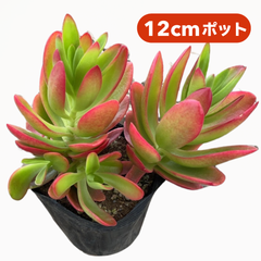 クラッスラ 火祭り 12cm ポット 多肉植物  販売 観葉植物  産地直送 苗