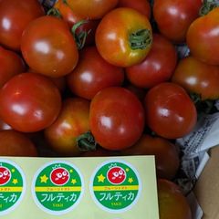 お得用フルティカ中玉トマト約3kg