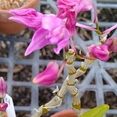 セッコク 交配選抜品種  恋衣