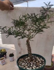 ユーフォルビア　ギラウミニアナ　現地球　発根活着　極美大株　鉢付き ユーフォルビア ギラウミニアナ 現地球 発根活着 極美大株 鉢