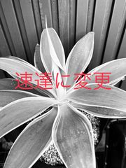 速達に変更