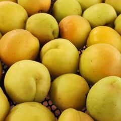 数量限定◆クール便◆希少あんず梅「八助梅」岩手県九戸産　2キロ箱込み大中玉