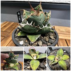 アガベ　チタノタ　大螯蝦　ロブスター