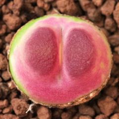 多肉植物　コノフィツム　ラツム　1cm以上　抜き苗　1株