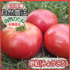 妙紅　みょうこう　トマト　大玉　トマトの種　種　タネ　野菜の種　ナスの種　自然農法　国内採種　有機栽培　家庭菜園　有機野菜　身体に安心　10粒