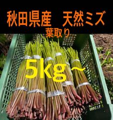 山菜 ミズ 5キロ 新潟県産 採れたて新鮮発送 特別価格 - メルカリ