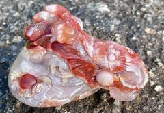 稀少赤色　桜瑪瑙　メノウ　金魚　パワーストーン　原石彫刻品　天然石　開運アイテム