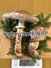 2025年最新】松茸の人気アイテム - メルカリ