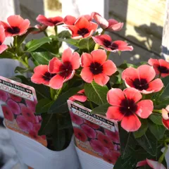 jun_miru_osanpo様専用ページ