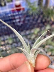 【ネコポス】チランジア チアペンシス　Tillandsia chiapensis キンクマ農園☆T0127
