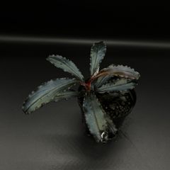 Bucephalandra sp. "Kedagang" ブセファランドラ クダガン